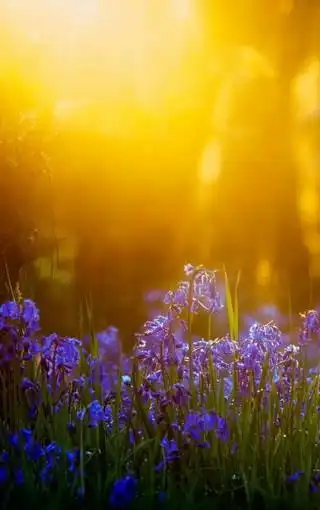 逆光唯美手机大图壁纸