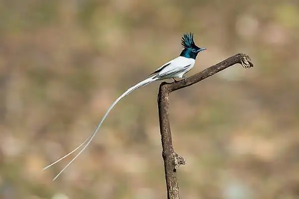 亚洲绶带鸟雄性长有30厘米长的尾羽就像系了丝带
