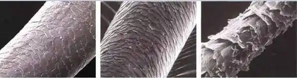 毛鳞片越完整排列越整齐,头发就会越光滑有光泽 毛鳞片越翻起头发就越