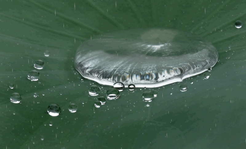 夏雨风荷寻觅风雨中的味道gif动画一组