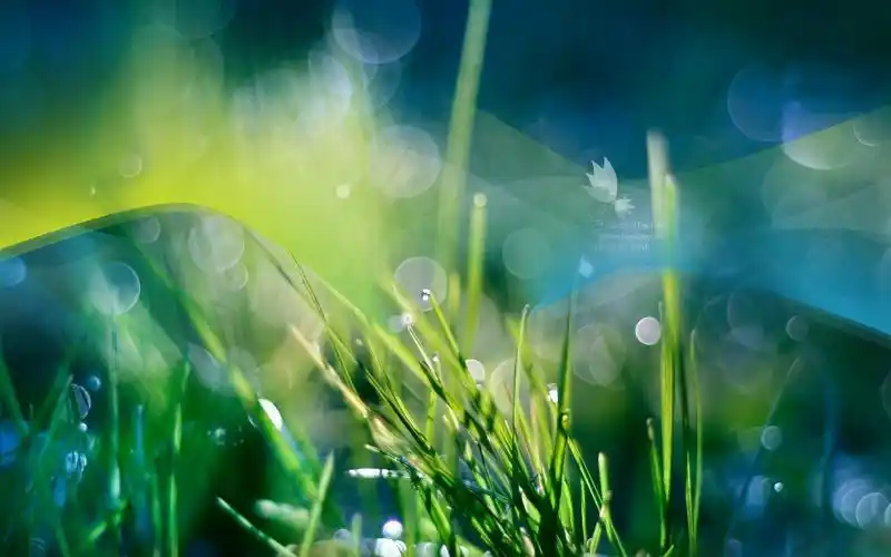 壁纸,艺术设计,草,1680x1050尺寸壁纸-回车桌面