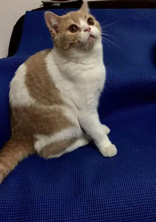 短毛猫猫崽500元急售