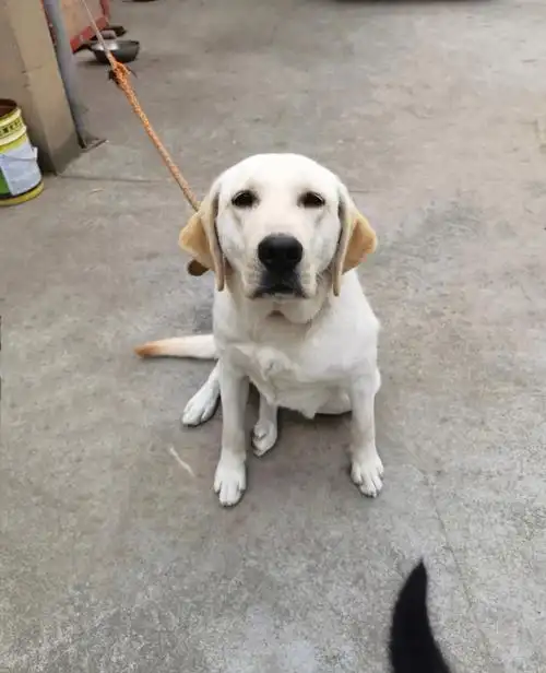 我的狗孩子杨杨快要一岁了#拉布拉多成长日记