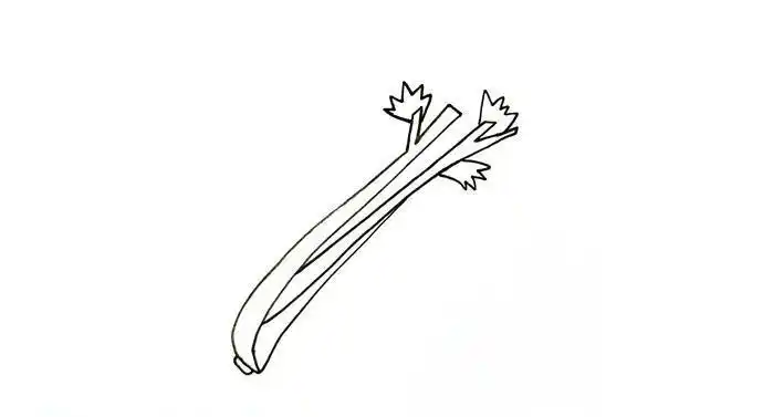 芹菜简笔画的画法步骤图解