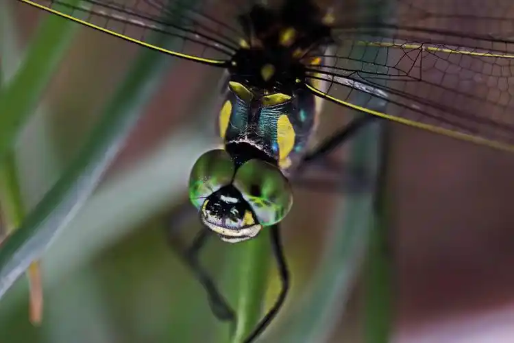 蜻蜓点水舞碧纱