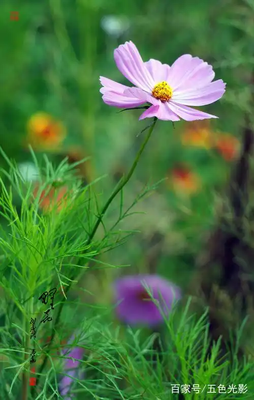 2500_3929竖版 竖屏