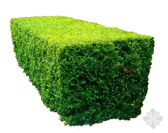 分享常用绿化小灌木有哪些资料下载