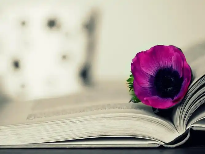 书本,花,粉花,文艺,复古,书香一瓣,书本壁纸图片