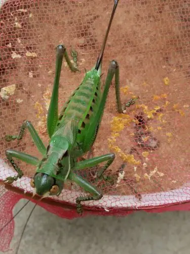 其它 喜欢的加好友15254574349 写美篇冬蝈蝈 成虫六个月的蝈蝈叫声