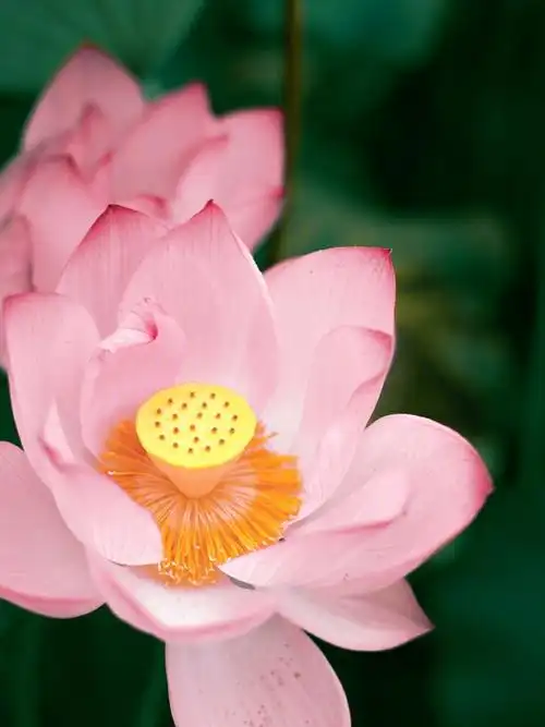 荷花可以怎么美