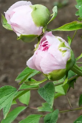 > 含苞欲放—-动物园牡丹园