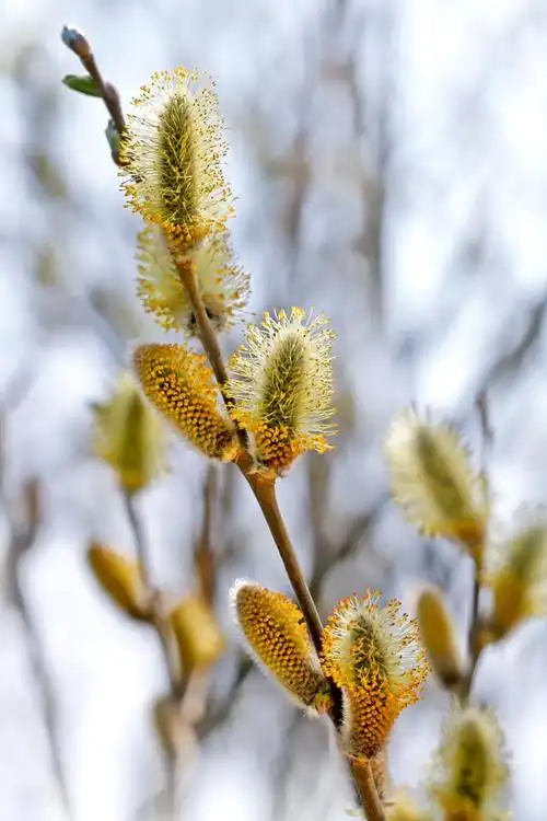 杨絮和柳絮的区别