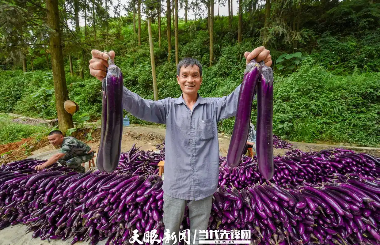 俞先超展示刚采摘的茄子