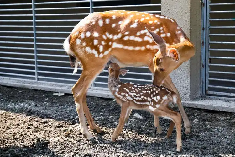 西山漾景区的梅花鹿上新了