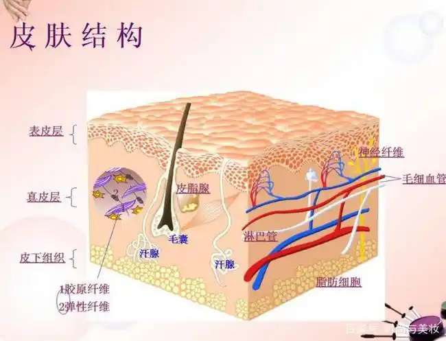 兰诗纯带你了解皮肤生理学和基本结构