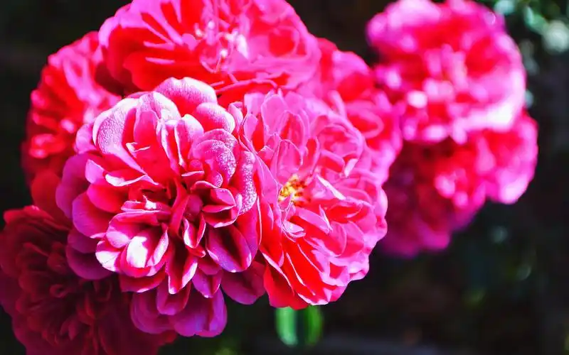 鲜艳迷人的牡丹花摄影图