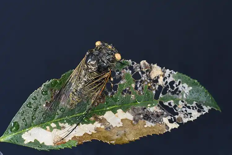 树叶和蝉图片_树叶和蝉高清图片_全景视觉