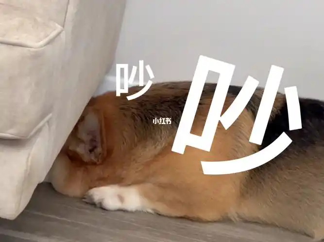 吵死了吵死了吵死了