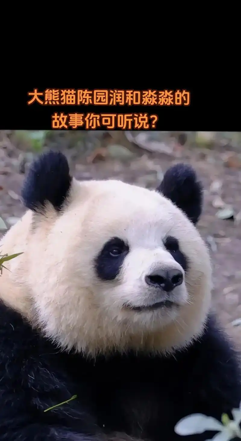 大熊猫陈园润女士和淼淼.