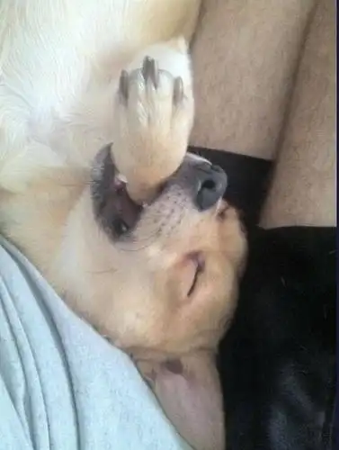 让你笑到喷饭的动物超爆笑瞬间