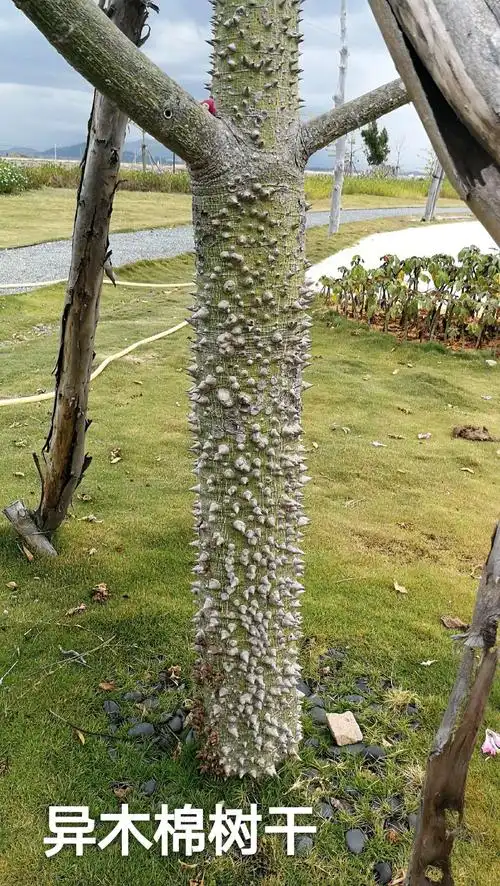异木棉树,树干长满锥子样的尖刺,有密集恐惧症的人不敢多看.