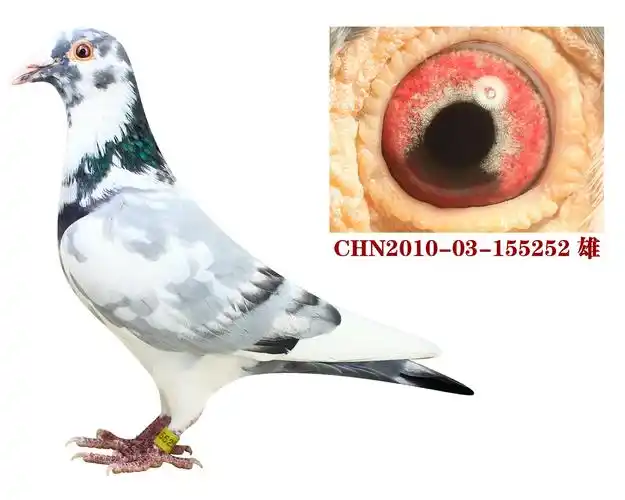 >> 查看拍卖商品