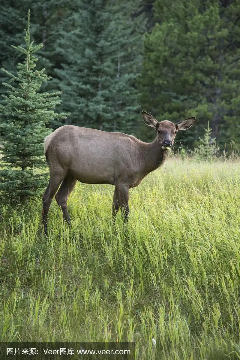 小驼鹿站在那里看着