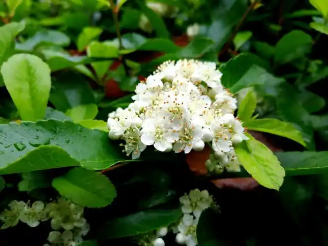 米子杂记/火棘花,美吧