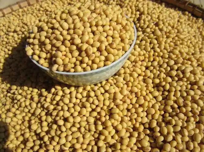 打开凤凰新闻,查看更多高清图片我们还是先看目前的大豆市场,中储粮大