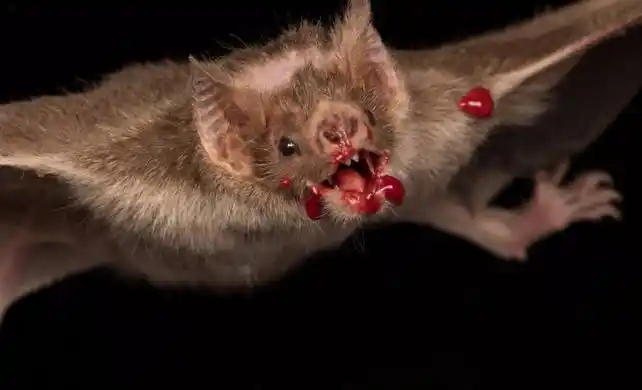 世界之最 动物之最 世界上最可怕的蝙蝠 十大最恐怖蝙蝠图片