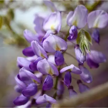 春游江淮 | 紫藤花开!感受紫色的春天~_腾讯新闻