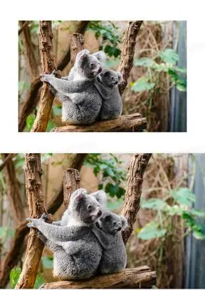 树袋熊图片素材