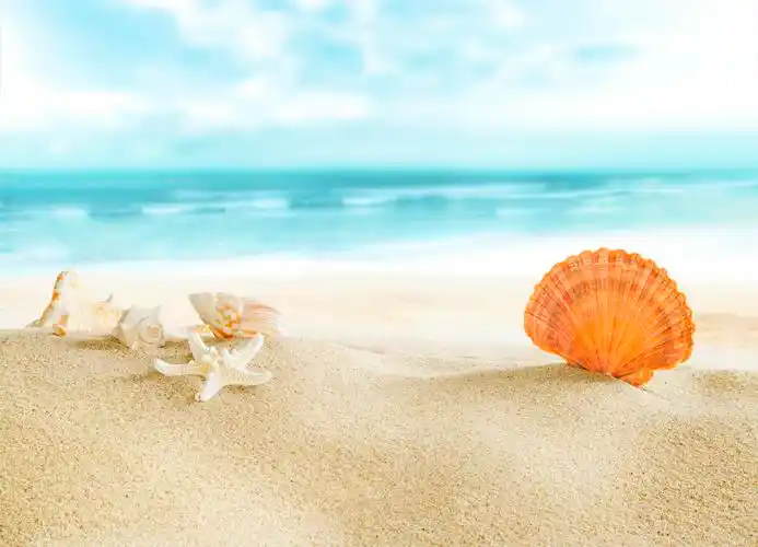 景观与阳光明媚的海滩上的贝壳.