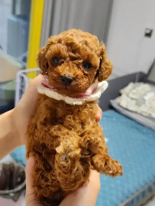 一个月小泰迪怎么喂呀新手麻麻求助