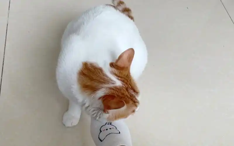 活动  麻麻的脚丫子好吃嘛?