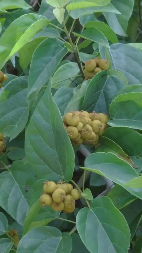 让我们安静一些(石岩枫树果)