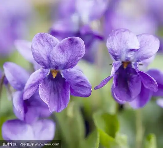 甜紫罗兰(viola odorata)