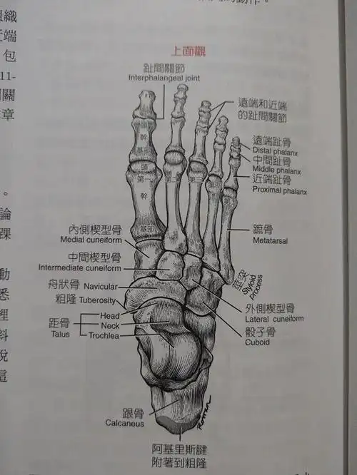 改善脚踝活动度必学五大方法2020年最新攻略