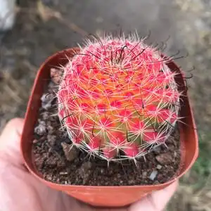 【红娜丸】红娜丸品牌,价格 - 阿里巴巴