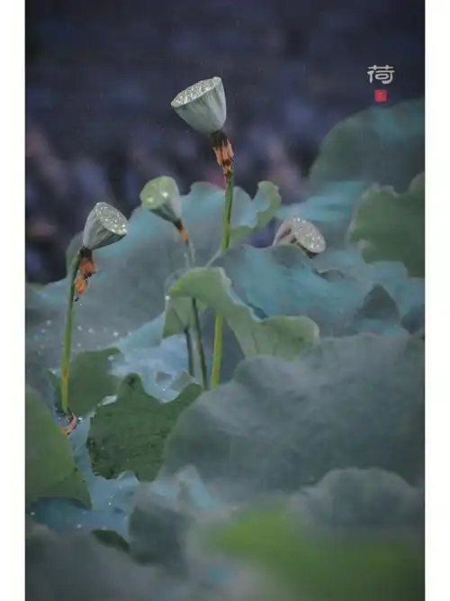 雨天古民居村落赏荷别有意境