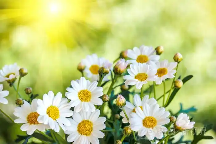 洋甘菊花在炎炎夏日,模糊的背景