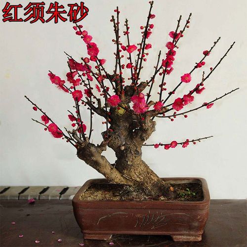 原生红须朱砂梅国旗红大红色红梅骨里红梅花绿梅乌羽玉南北方花卉