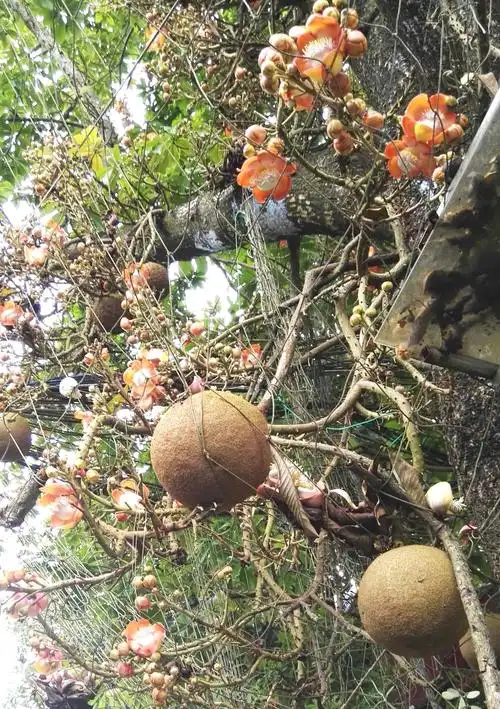 第一次见到菩提树开花结果