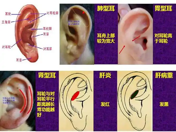 图说耳诊(作者:周远广) - zyg2