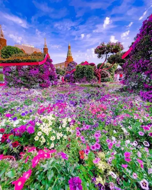 莫斯科78最美花海持续到9月中旬