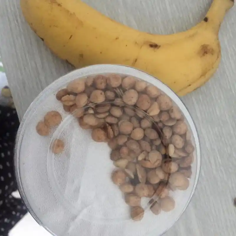 谭维维食谱第二天