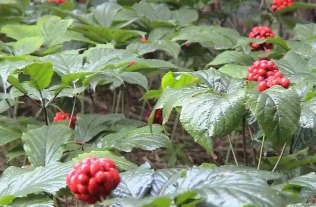 6000种图中草药大全