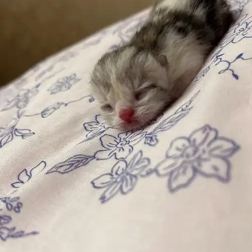 出生第一天的小奶猫