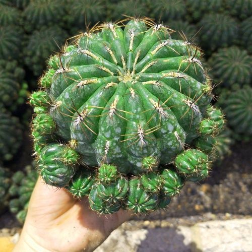 金钱豹仙人球阳春玉多头群生阳春丸易开花放辐射净化空气满28包邮