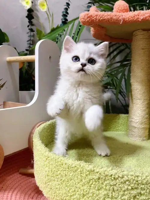 英国短毛猫之银渐层